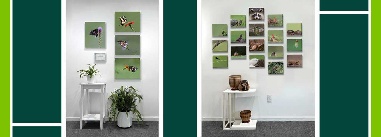 Work by Jackie Bailey Labovitz at Nature's Studio - Front Royal VA