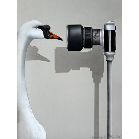 Close Up (Mute Swan)