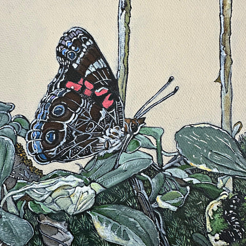 Detail of painting of american lady butterflies on pussytoes flowers against a white background by Frances Coates at Nature's Studio art gallery