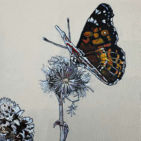 Detail of painting of american lady butterflies on pussytoes flowers against a white background by Frances Coates at Nature's Studio art gallery