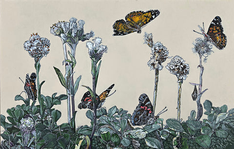 Painting of american lady butterflies on pussytoes flowers against a white background by Frances Coates at Nature's Studio art gallery
