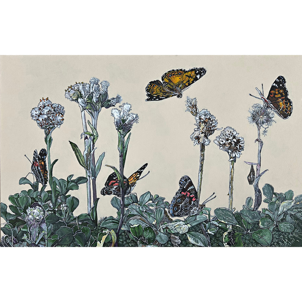 Painting of american lady butterflies on pussytoes flowers against a white background by Frances Coates at Nature's Studio art gallery