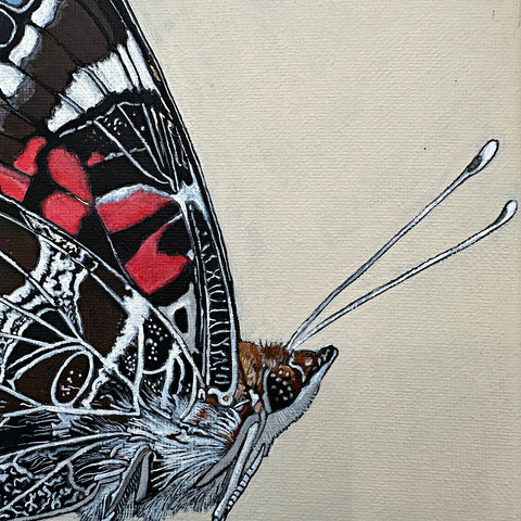Detail painting of American Lady butterfly against a white background by Frances Coates at Nature's Studio art gallery, Front Royal, VA