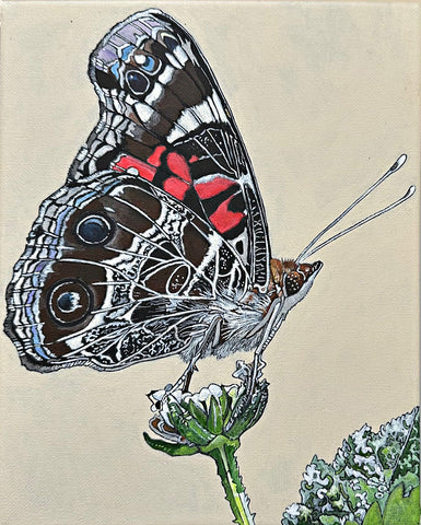 Painting of American Lady butterfly against a white background by Frances Coates at Nature's Studio art gallery, Front Royal, VA