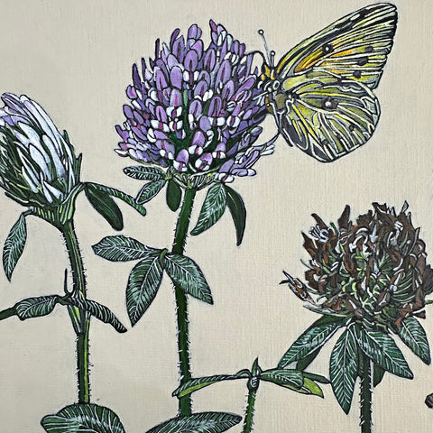 Orange Sulphurs on Red Clover