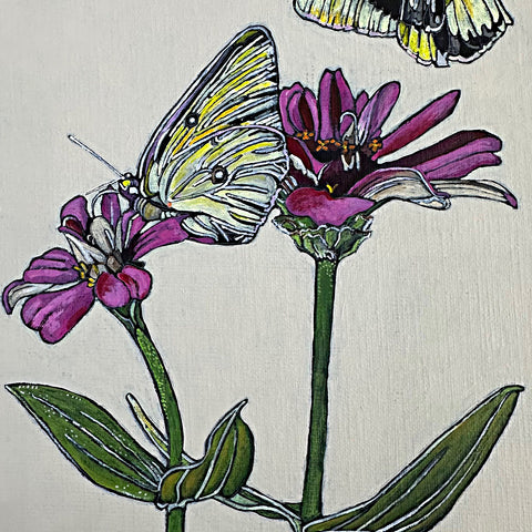 Orange Sulphurs on Red Clover