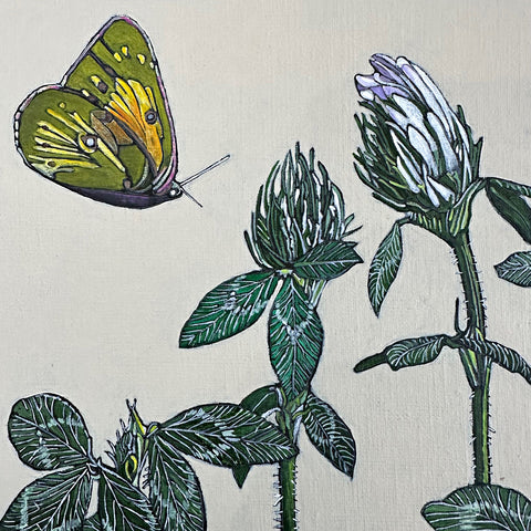 Orange Sulphurs on Red Clover