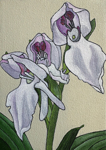Showy Orchis Suite
