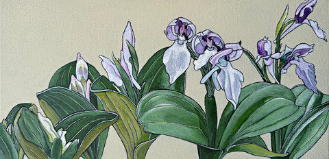 Showy Orchis Suite