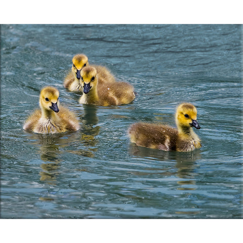 Mallard Ducklings