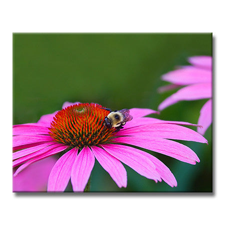 American Bumble Bee