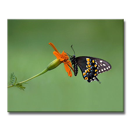 Eastern Black Swallowtail (H&V)