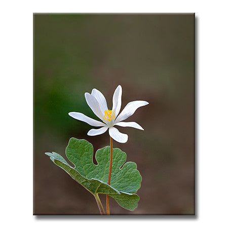 Bloodroot