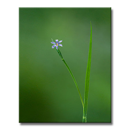 Blue-eyed Grass