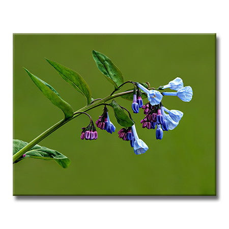 Virginia Bluebell