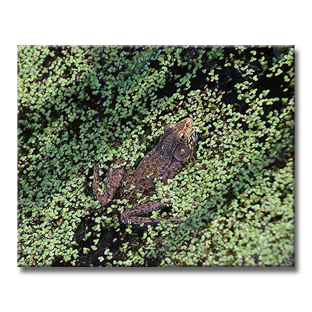 American Bullfrog - Swimming