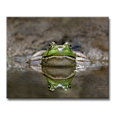 American Bullfrog