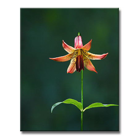Canada Lily