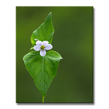 Canada Violet