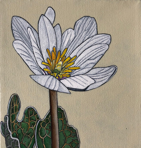 Woodland Spring: Bloodroot, Hepatica, Twinleaf