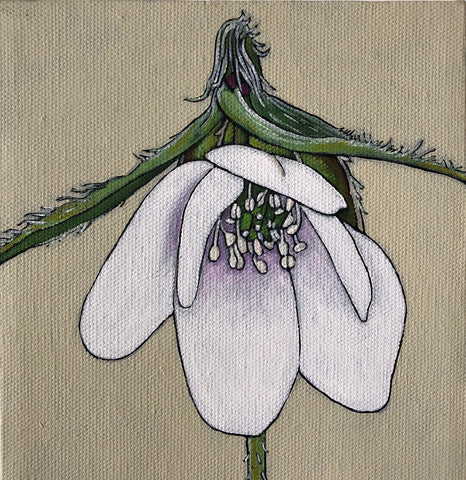 Woodland Spring: Bloodroot, Hepatica, Twinleaf
