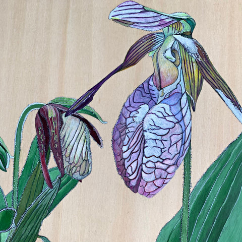 Detail of Painting of Pink Lady's-Slipper Stages in green and pink on wood panel by Frances Coates - Cottage Curator - Sperryville VA Art Gallery