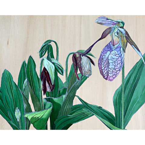 Pink Lady's-Slipper Stages