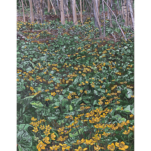 Marsh Marigolds