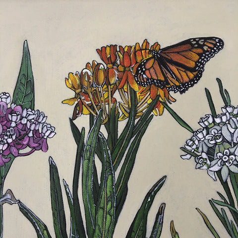 Milkweed Family III