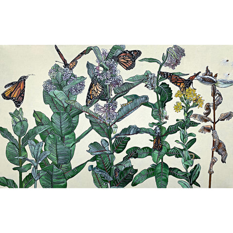 Common Milkweed with Monarch Stages