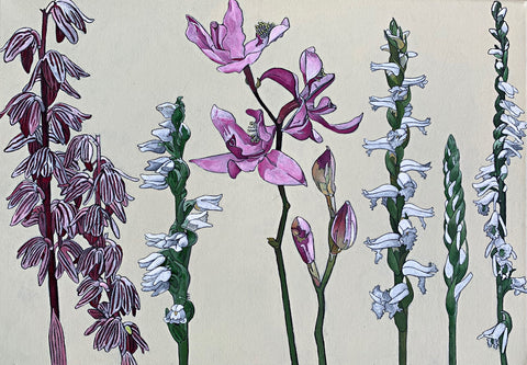 Orchid Family
