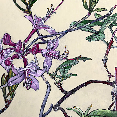 Painting of pinxter azalea stages on white background by Frances Coates at Cottage Curator - Sperryville VA Art Gallery