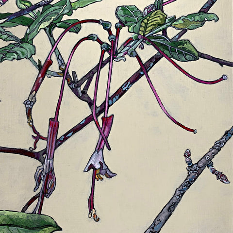Painting of pinxter azalea stages on white background by Frances Coates at Cottage Curator - Sperryville VA Art Gallery