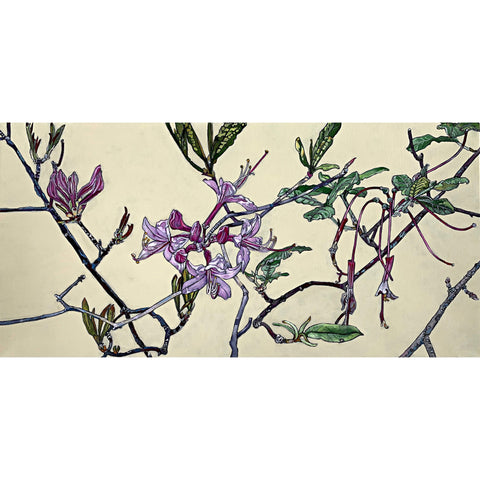 Pinxter Azalea Stages