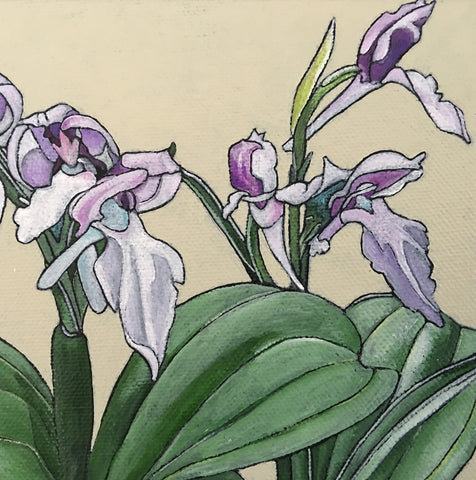 Showy Orchis
