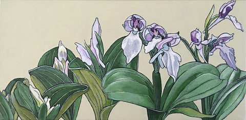 Showy Orchis