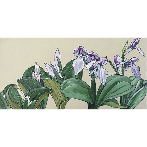 Showy Orchis