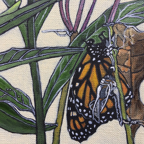 Swamp Milkweed/Monarch Stages