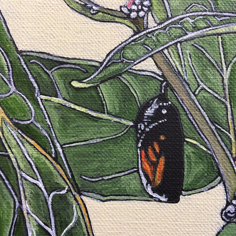 Swamp Milkweed/Monarch Stages