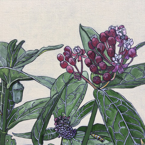 Swamp Milkweed/Monarch Stages