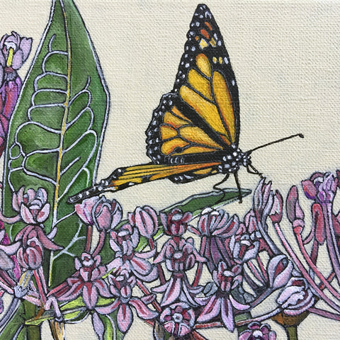 Swamp Milkweed/Monarch Stages