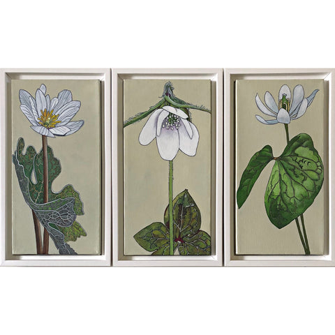 Woodland Spring: Bloodroot, Hepatica, Twinleaf