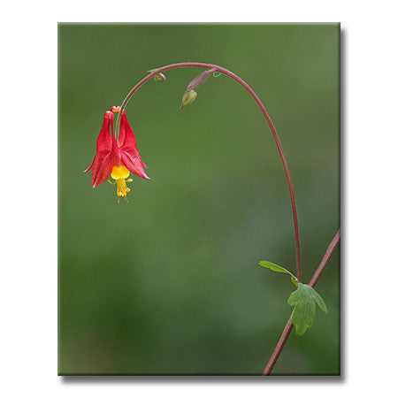 Wild Columbine