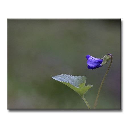 Common Blue Violet