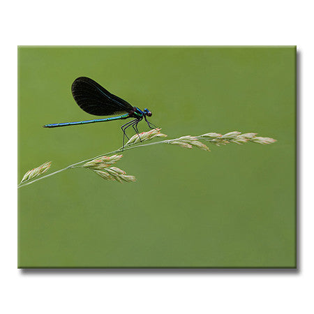 Ebony Jewelwing Damselfly