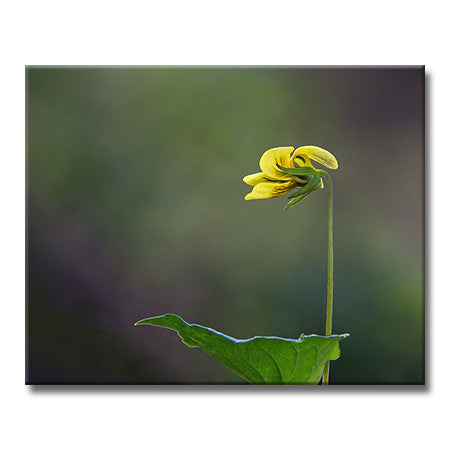 Downy Yellow Violet