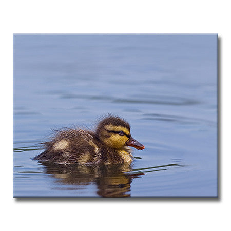 Mallard Duckling