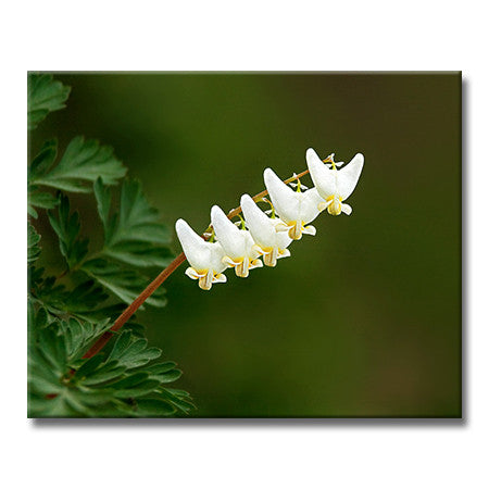 Dutchman's Breeches