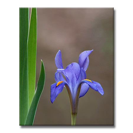 Dwarf Iris