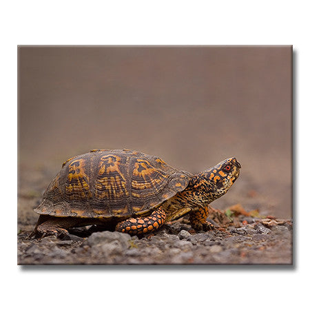 Eastern Box Turtle